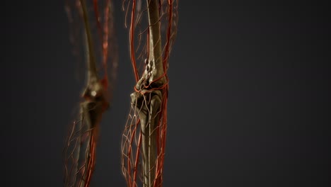 Anatomie-Der-Blutgefäße-Des-Menschlichen-Körpers